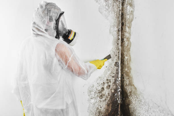 Best Mold Damage Repair  in Hampton Manor, NY