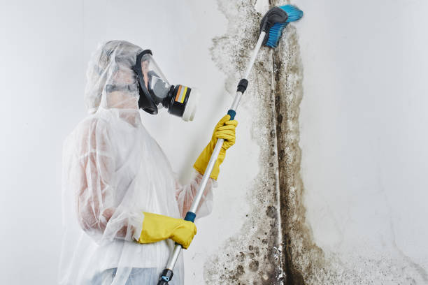 Attic Mold Removal in Hampton Manor, NY