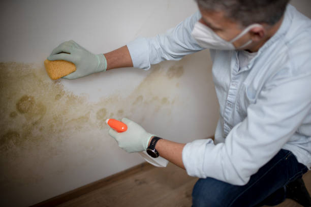 Best Office Mold Removal Services  in Hampton Manor, NY