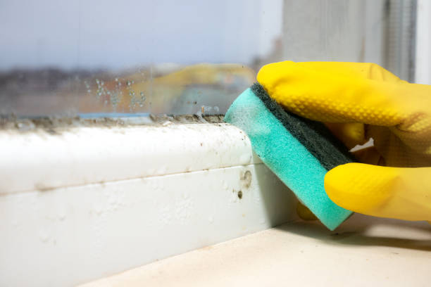 Best Same-Day Mold Removal  in Hampton Manor, NY