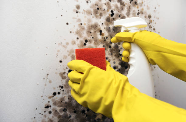 Best Commercial Mold Removal  in Hampton Manor, NY