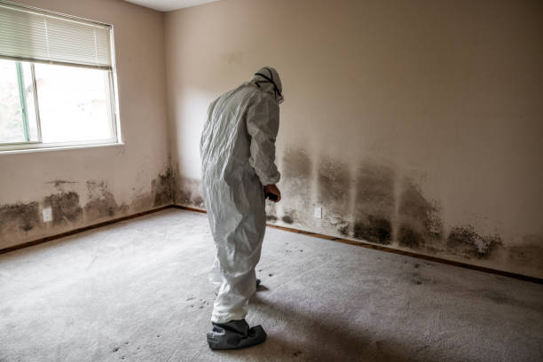 Mold Removal and Inspection in Hampton Manor, NY