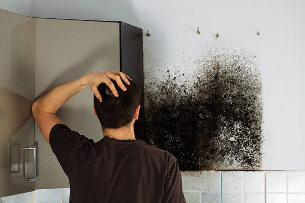 Best Certified Mold Removal  in Hampton Manor, NY