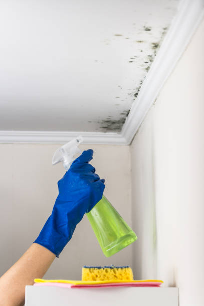 Best Professional Mold Removal  in Hampton Manor, NY